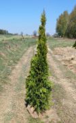 thuja-smaragd-175-200-cm-thuja-lebensbaum-smaragd-heckenpflanzen-wurzelballen-unsere-transport[1].jpg